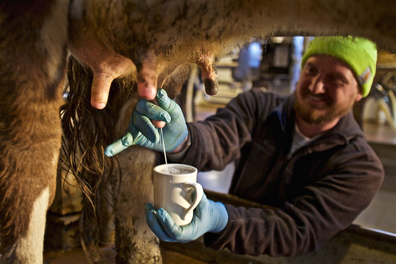 Photo of ale farmer milking a dairy cow and holding a cup of coffee to catch the milk. Shot with selective focus and shallow depth of field. Shot for Traders Point Creamery in Zionsville, IN and their visual branding assets. Environmental portrait, and we are a industrial photographer, on location photographer & location commercial photographer. Cow Being Milking Into a Cup of Coffee