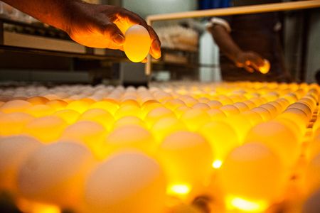 Tight photo of a hand inspecting the quality of an egg, one and a time, using special yellow light and technology in order to see the inside of it. For the United Egg Producers for advertising, branding and collateral. Shallow depth of field and selective focus. Environmental portrait, and we are a industrial photographer, on location photographer & location commercial photographer. Inspecting an Egg by Hand