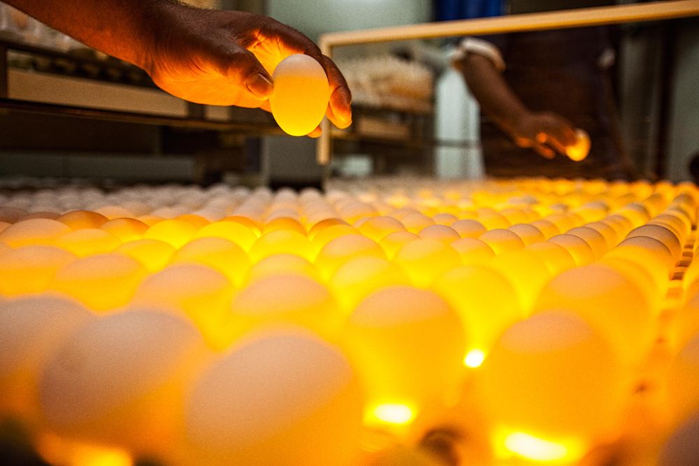 Tight photo of a hand inspecting the quality of an egg, one and a time, using special yellow light and technology in order to see the inside of it. For the United Egg Producers for advertising, branding and collateral. Shallow depth of field and selective focus. Environmental portrait, and we are a industrial photographer, on location photographer & location commercial photographer. Inspecting an Egg by Hand