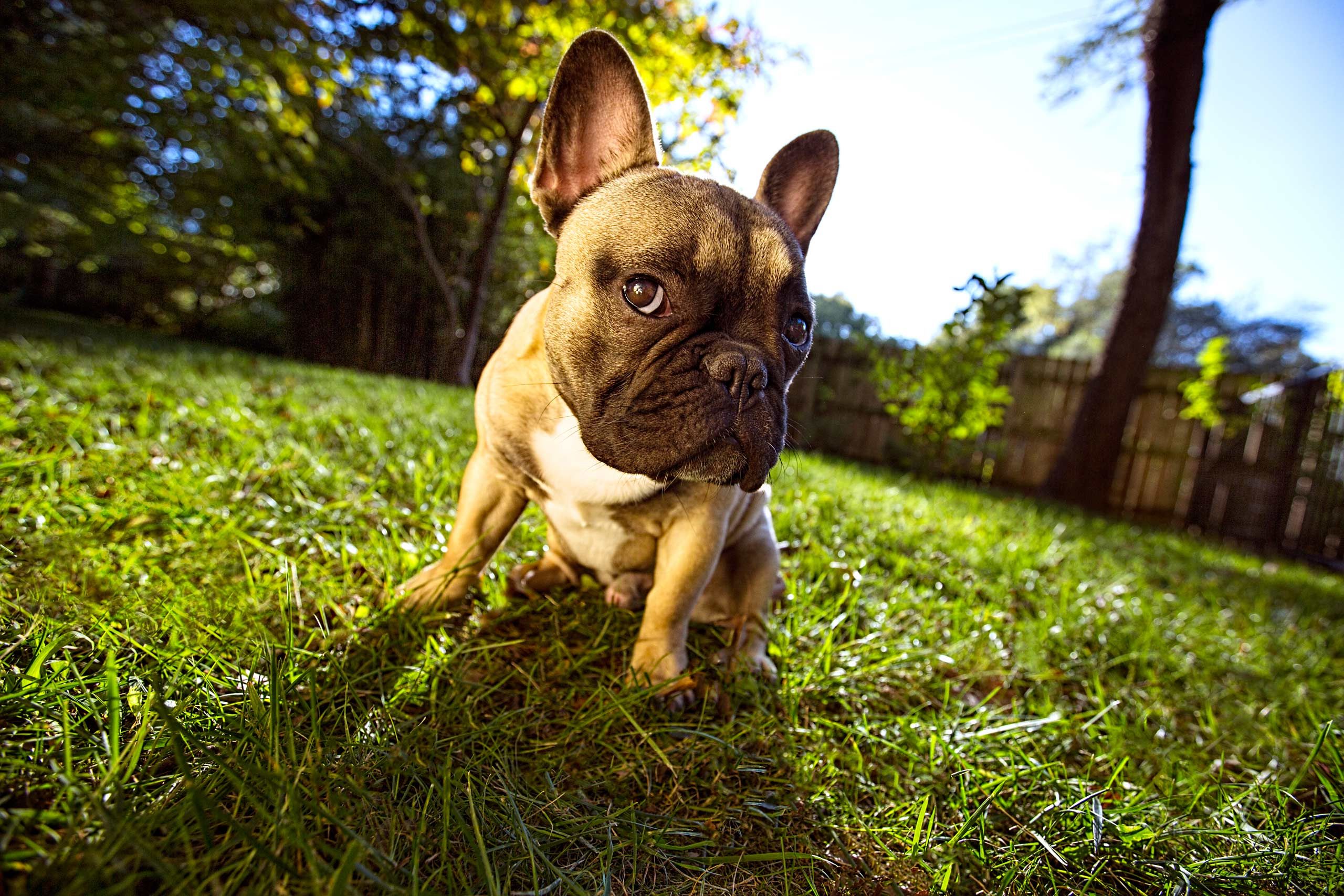 A French Bulldog Puppy