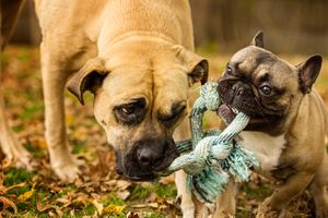 A Mastiff mix and a smaller French Bulldog, or Frenchie, are playing tug-of-war with a rope. The big dog seems to be letting the smaller dog win:) 6J0A3870.jpg