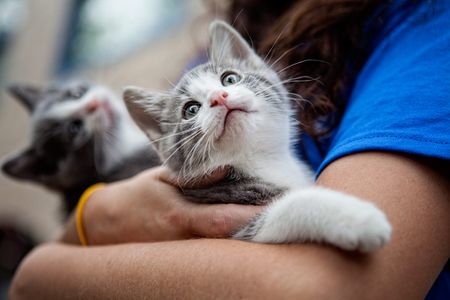 A volunteer at a animal shelter holding kittens and other cats that are up for adoption with the help of Purina Cat Chow. Armful of Kittens