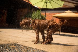 A hairy dog, fresh out of a pool shakes the excess water off. Water Shake