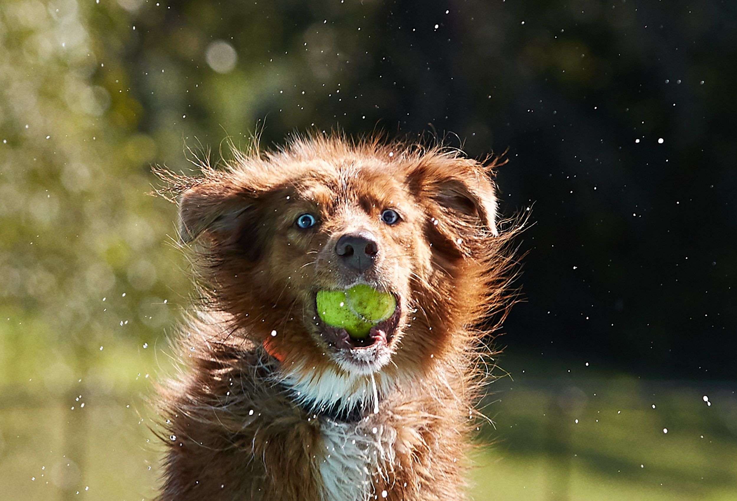 Dog with Tennis Ball 