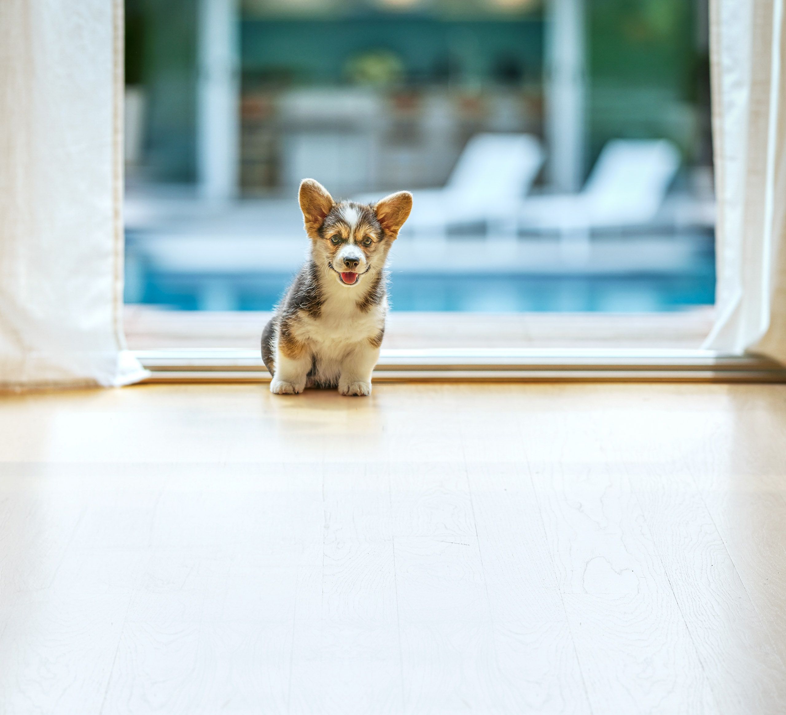 Corgi Puppy Sitting