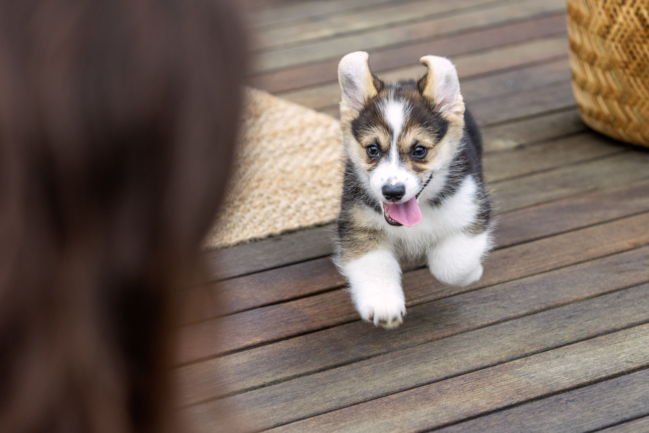 Corgi Puppy