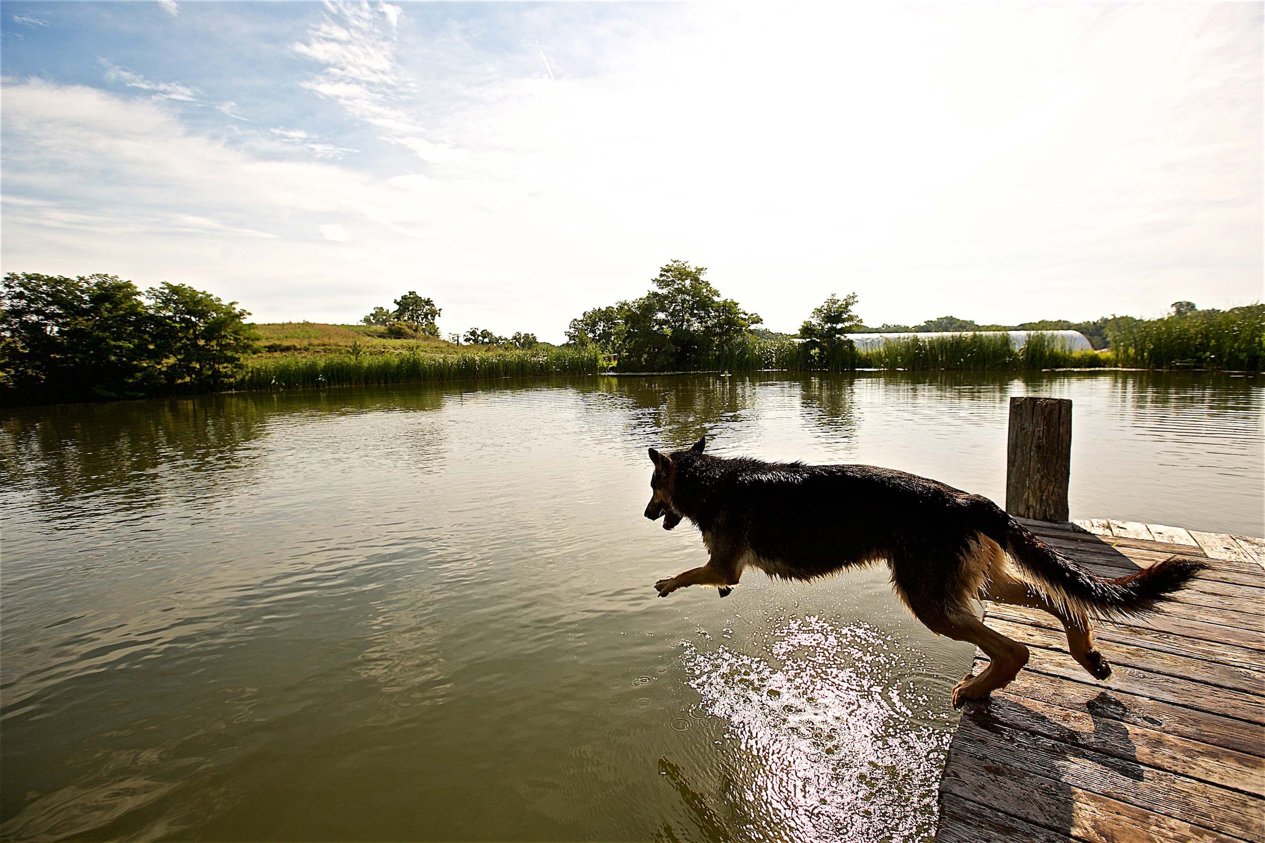 Dog Jumping in Water