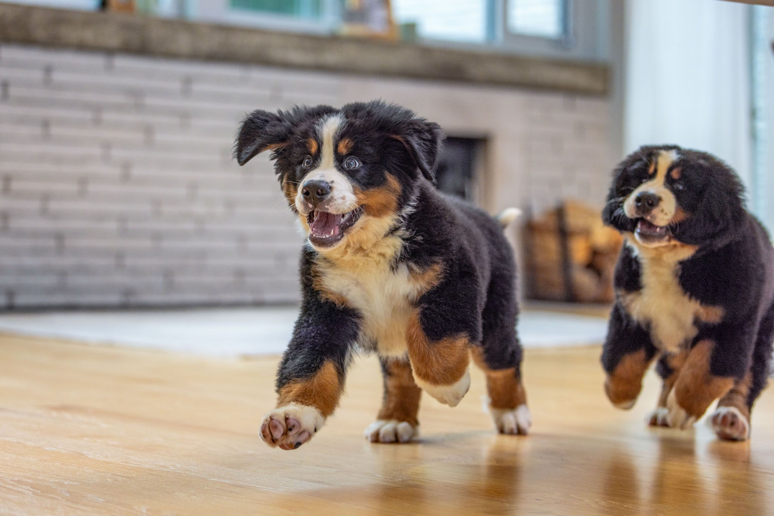 Bernese Puppies Running