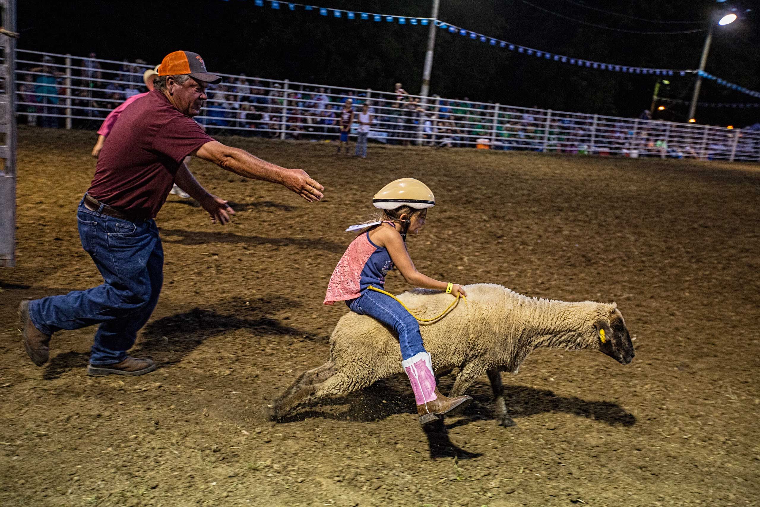 Lamb Mutton Busting Racing at a Rodeo