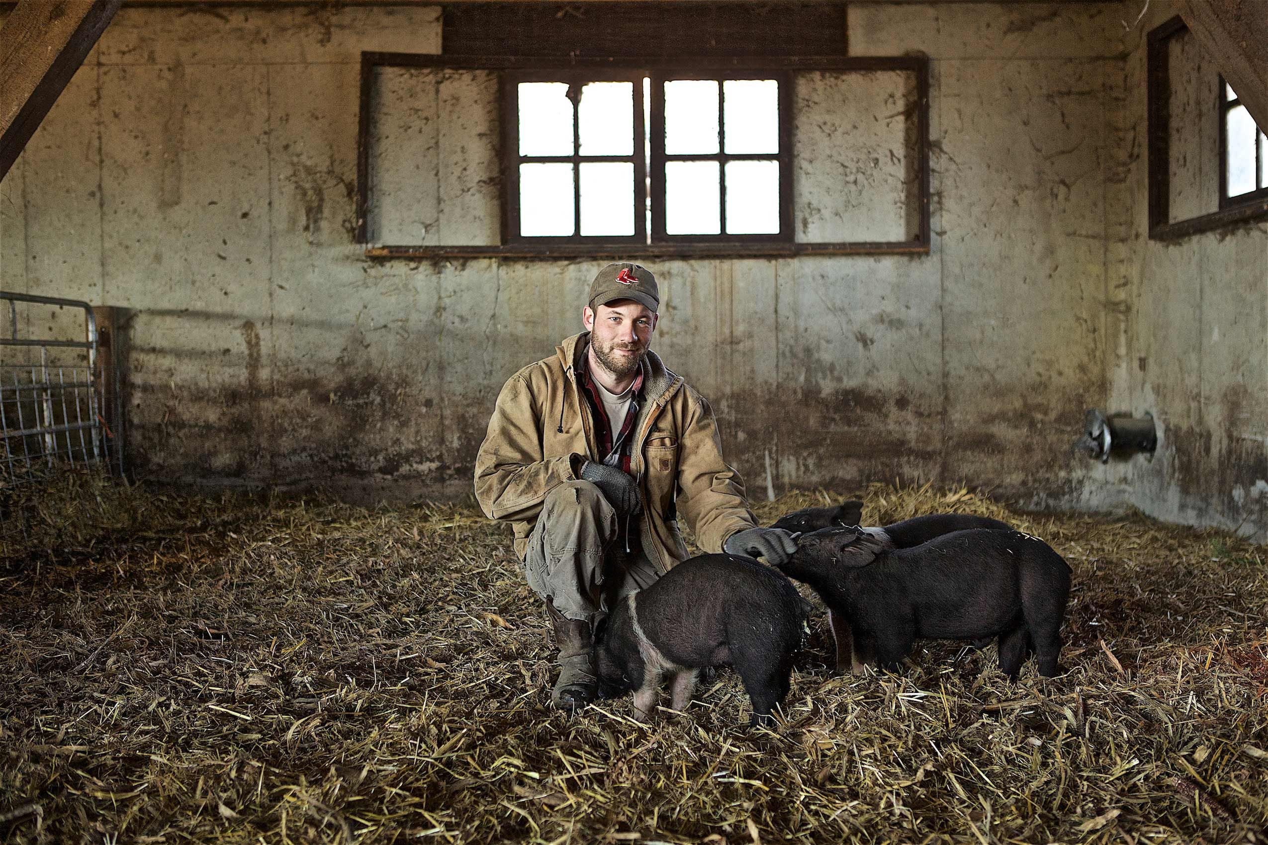 Farmer With Pigs In a Barn
