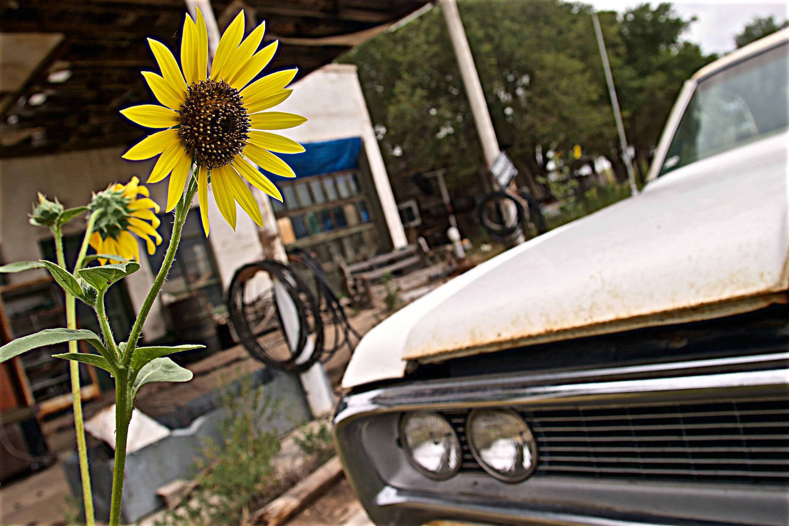 Sunflower Next to an Old Car