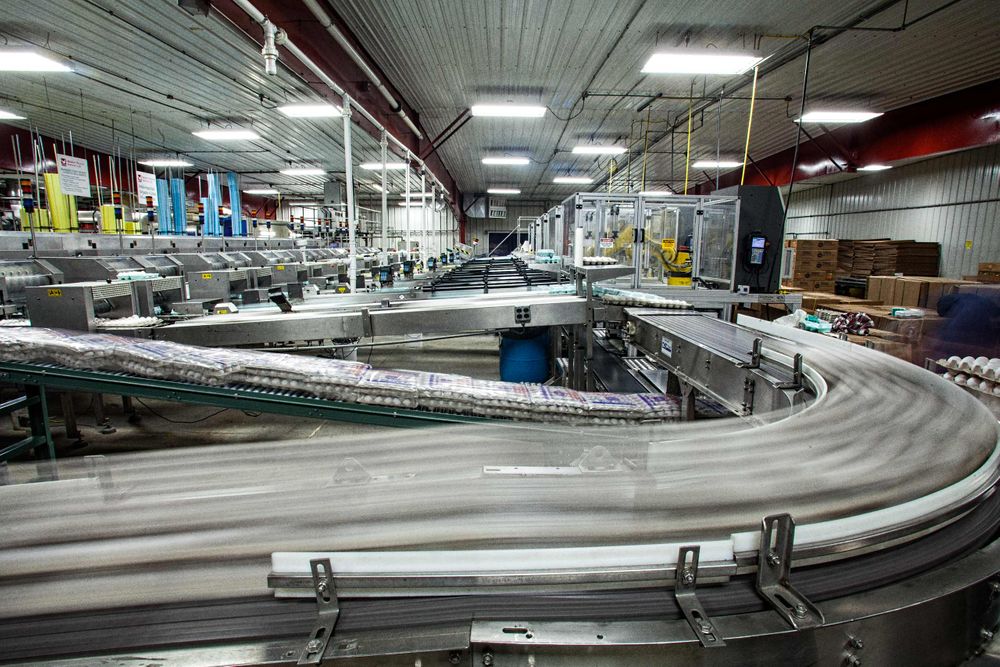 Wide photo of eggs being prepared for packaging on a conveyor belt systems. Photo show motion blur and action in an industrial large scale environment. Image made for the United Egg Producers for advertising, branding and collateral. Shallow depth of field and selective focus. Environmental portrait, and we are a industrial photographer, on location photographer & location commercial photographer. Eggs On a Conveyor System