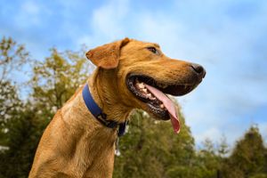 A heroic portrait, from a low angle of a dog. Dog Portrait