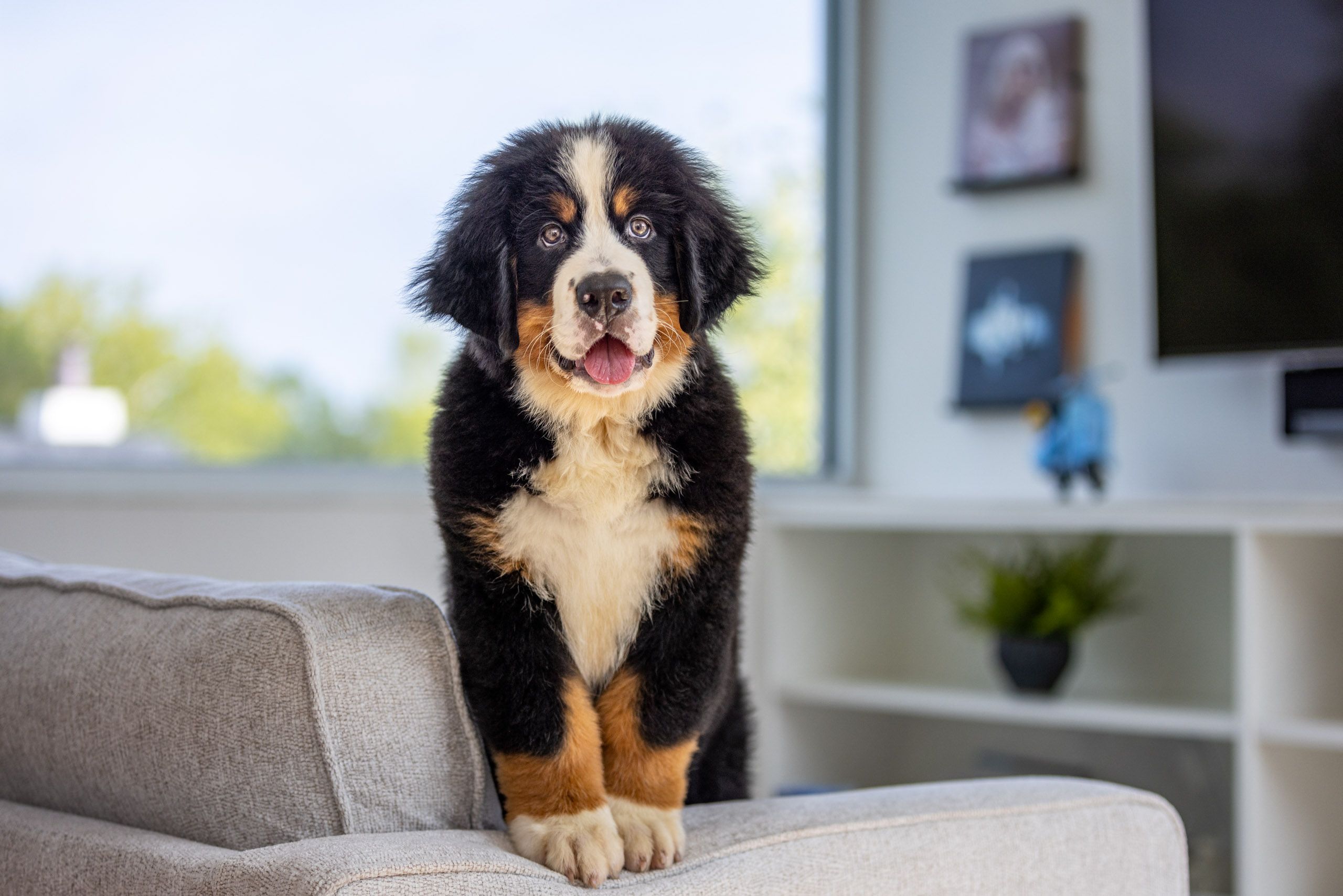 Bernese Mountain Puppy