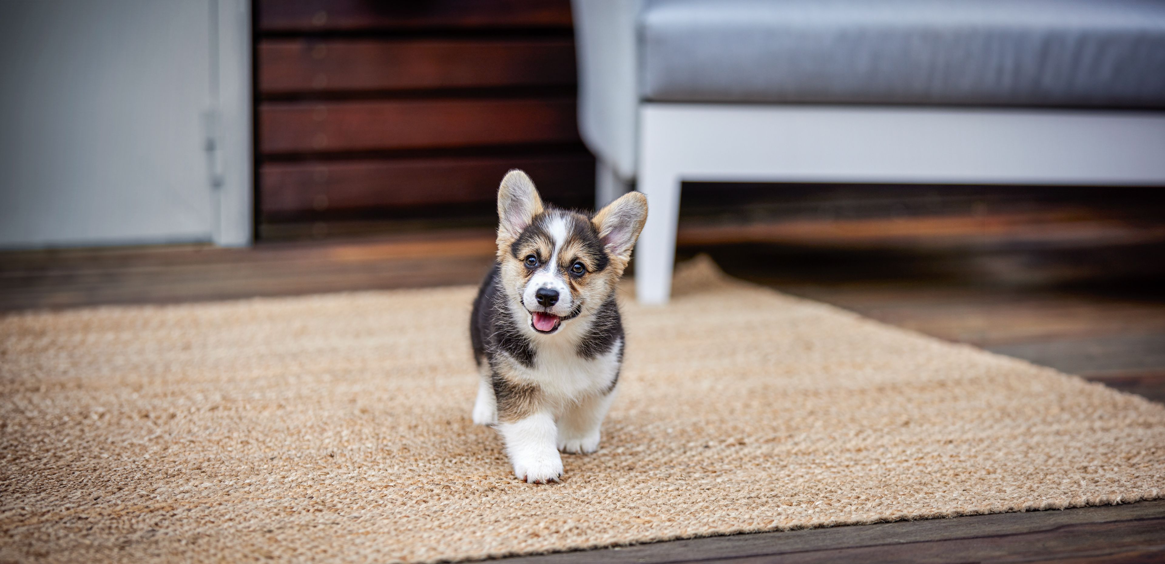 Corgi Puppy Running