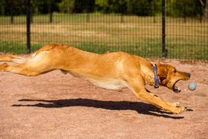 A mix breed dog is dramatically stretches out to catch a ball in mid air. Stretching for the Ball