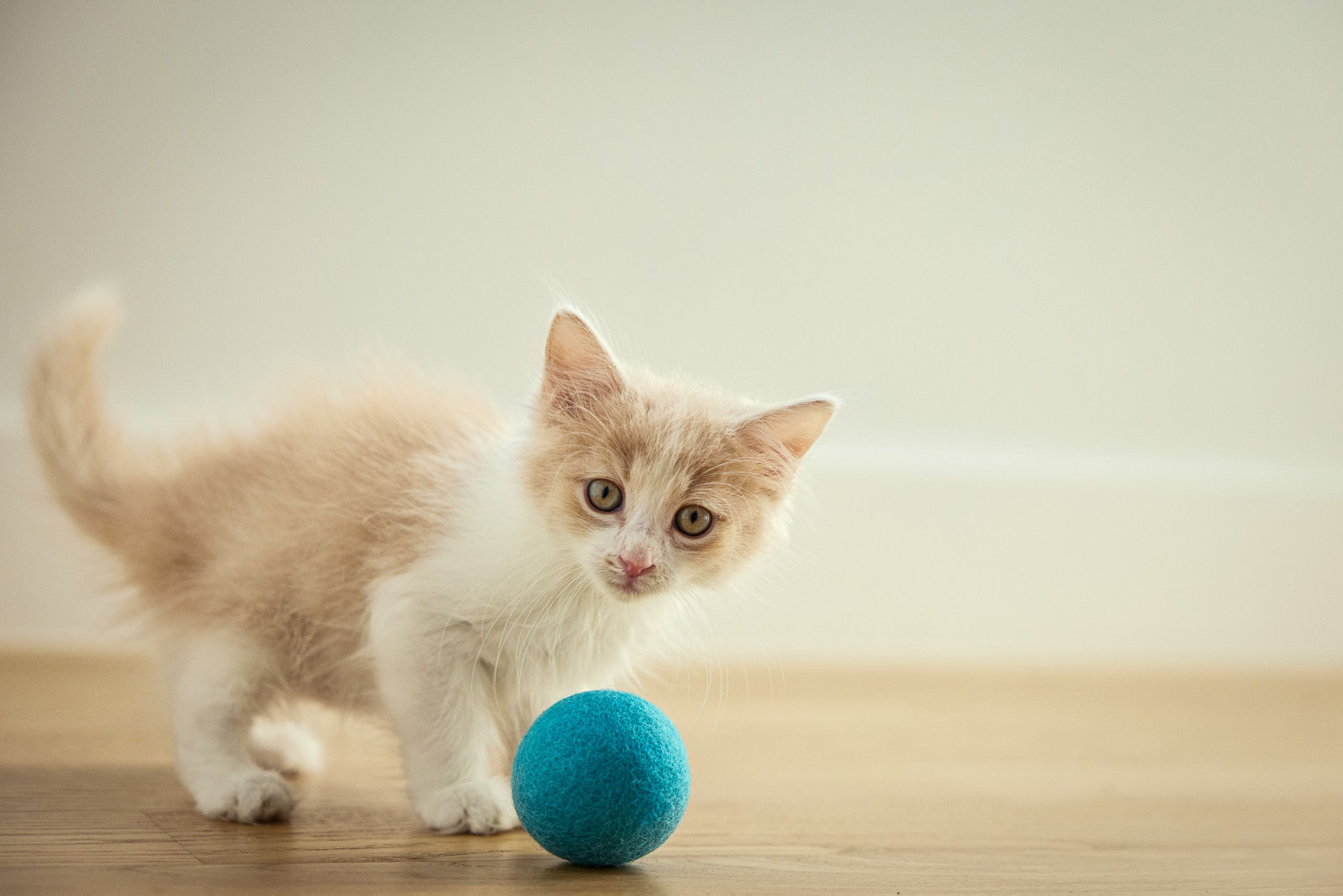 Kitten Playing with Blue Ball
