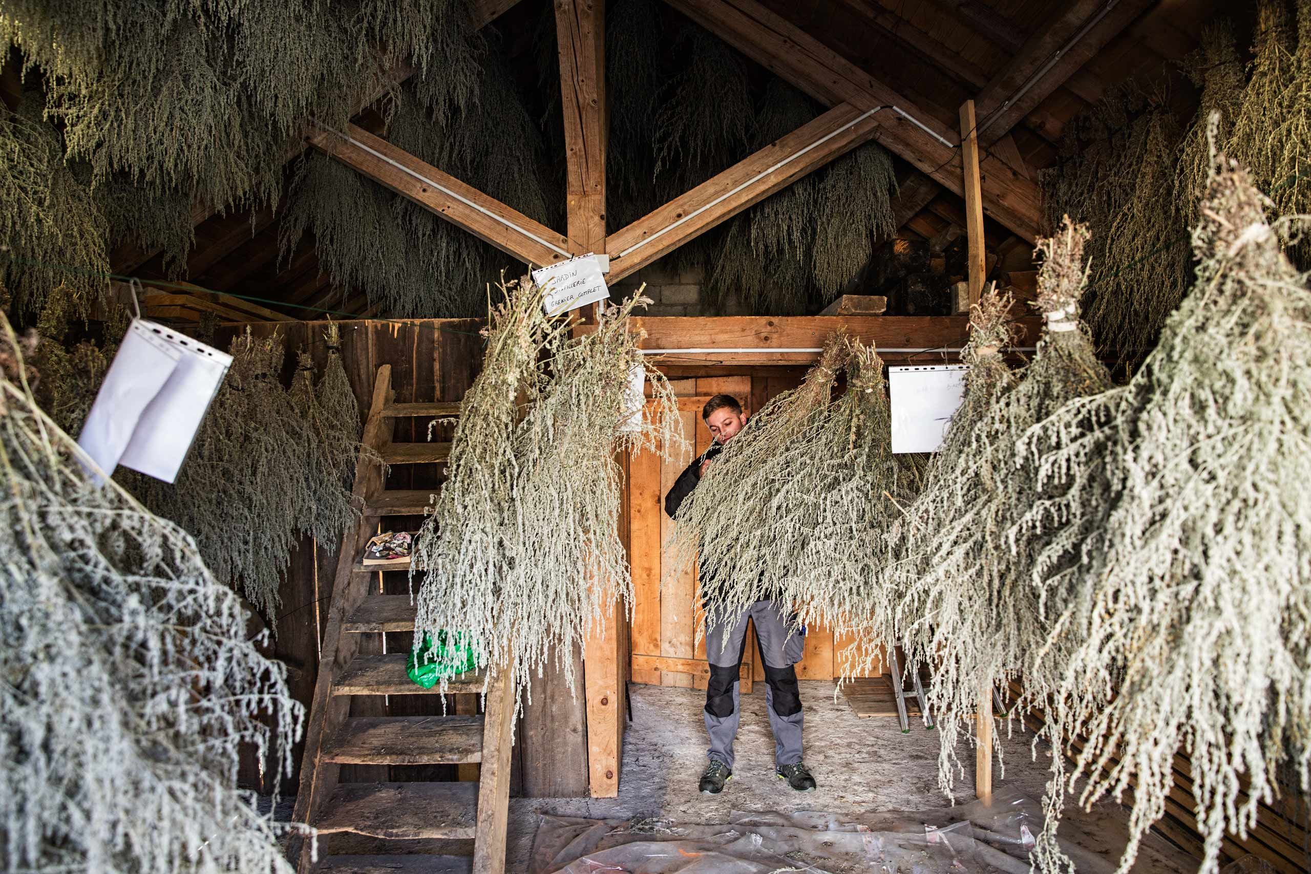 Wide photo of Pierre Guy holding a drying absinthe plant in front of him and inside of a barn holding that years harvest. The mysterious spirit, absinthe, located at Distillery Armand GUY in Pontarlier, France. This was a passion project and an amazing adventure into the world of absinthe, especially as on location photographer & location commercial photographer. Pierre Guy Inside a Barn Full of Drying Absinthe Plants