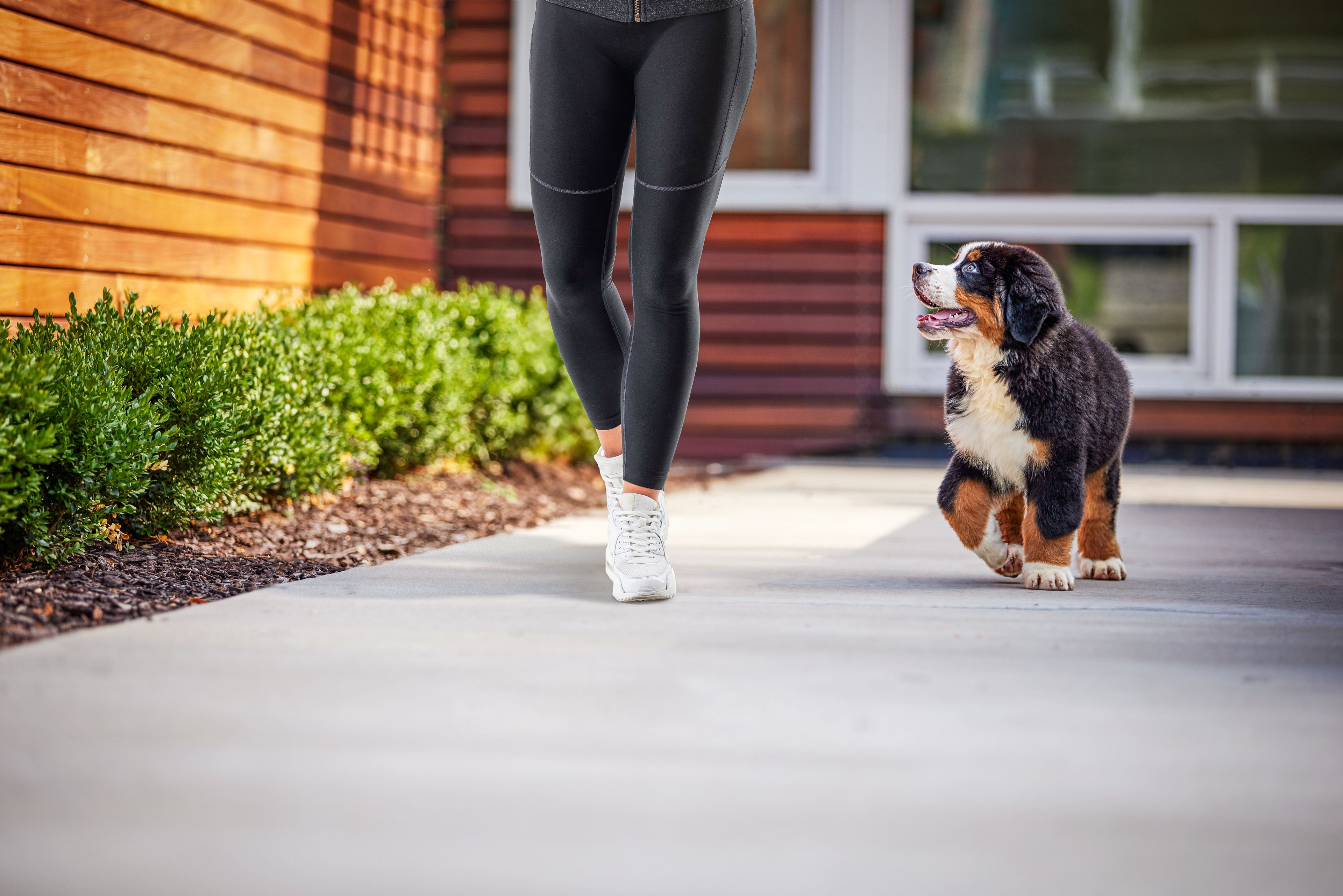 Puppy Walking with Owner