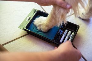 A dog having PawFriction anti slip applied to it's paw. Senior and disabled dogs may lose traction and the ability to navigate smooth surfaces like they used to. PawFriction Application