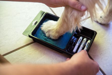 A dog having PawFriction anti slip applied to it's paw. Senior and disabled dogs may lose traction and the ability to navigate smooth surfaces like they used to. PawFriction Application