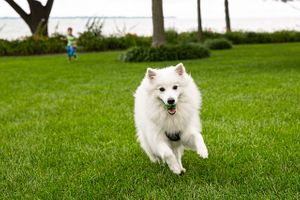 A white fury dog running at the camera being chased by a young boy in the background. Dog Running at the Camera