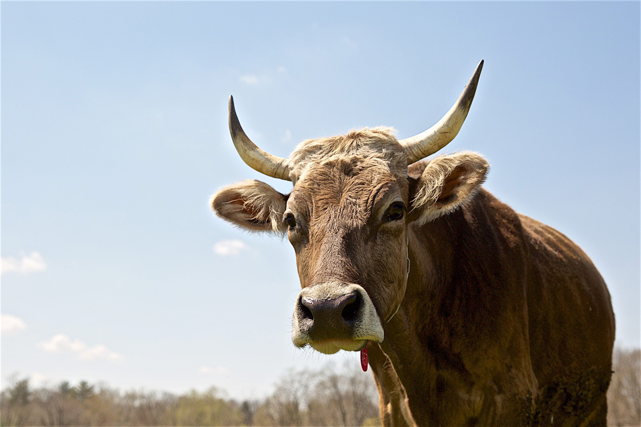 Adult Bull Cow With Horns
