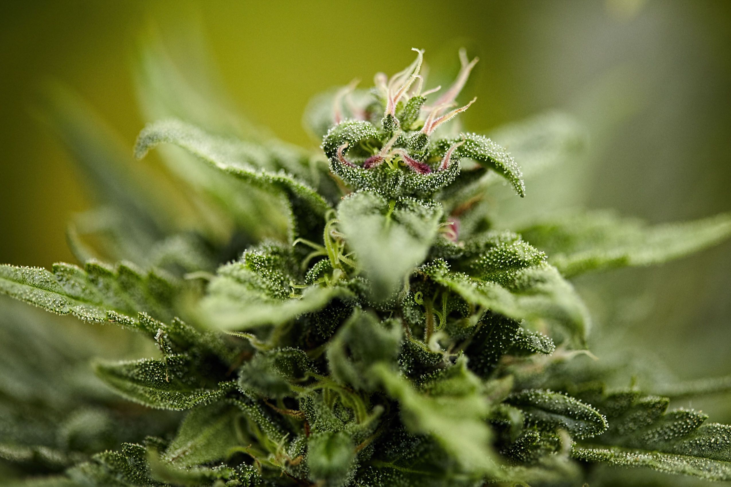 Flowering Cannabis