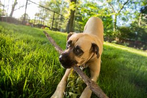 A Mastiff mix chews and plays with a large stick, all the while eye balling the camera. Mastiff with a Large Stick