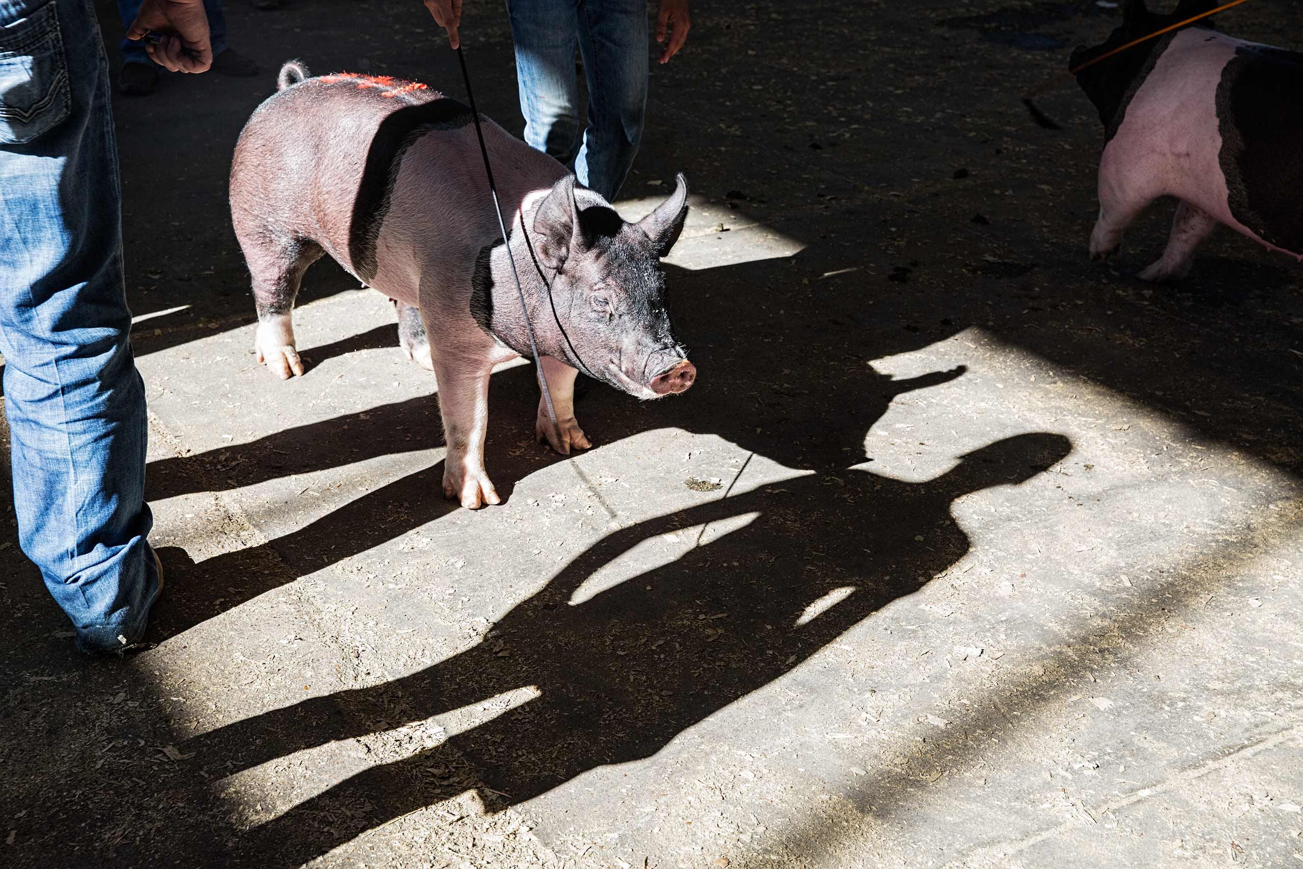Pig At a Swine Competition