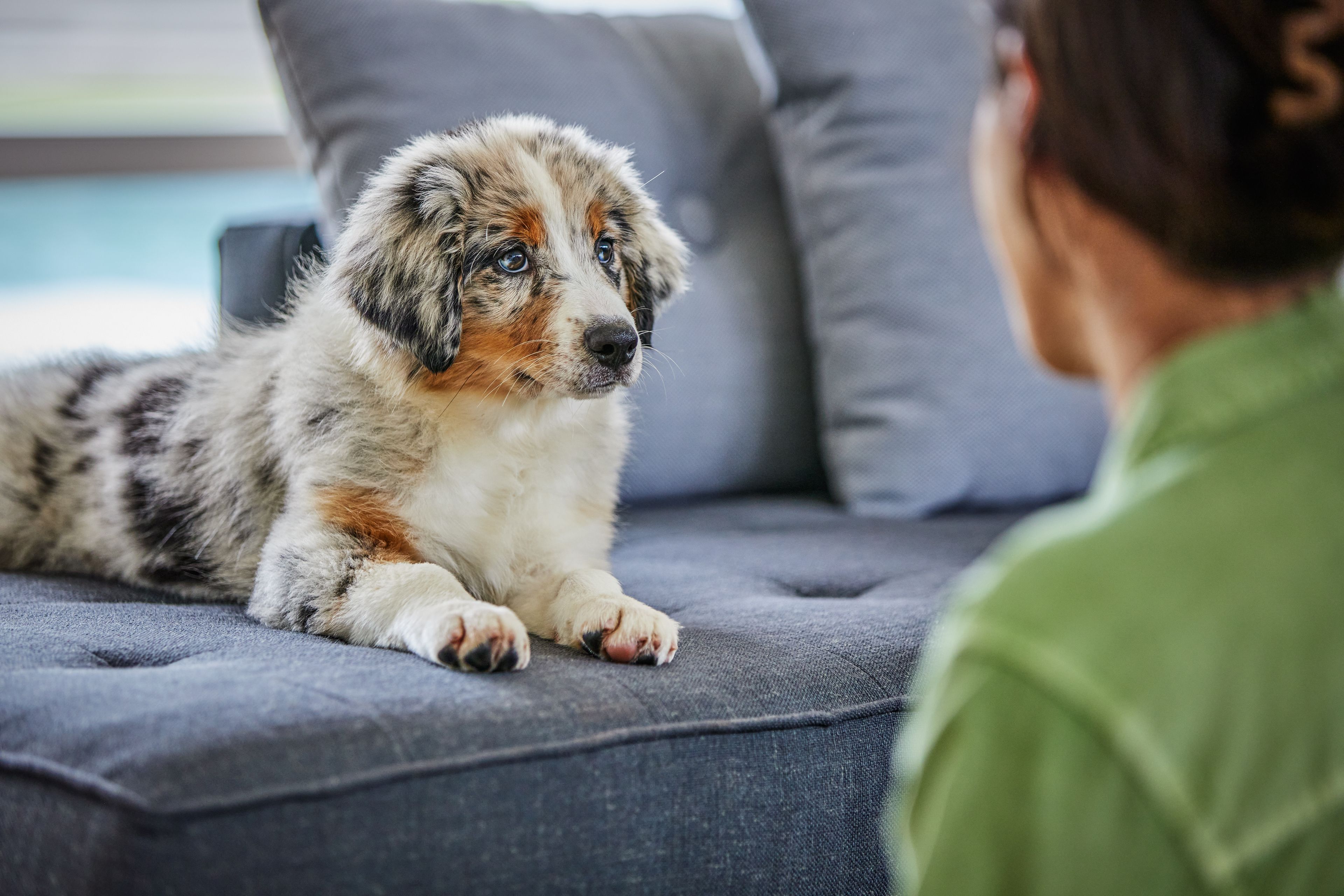 Aussie Puppy and Owner