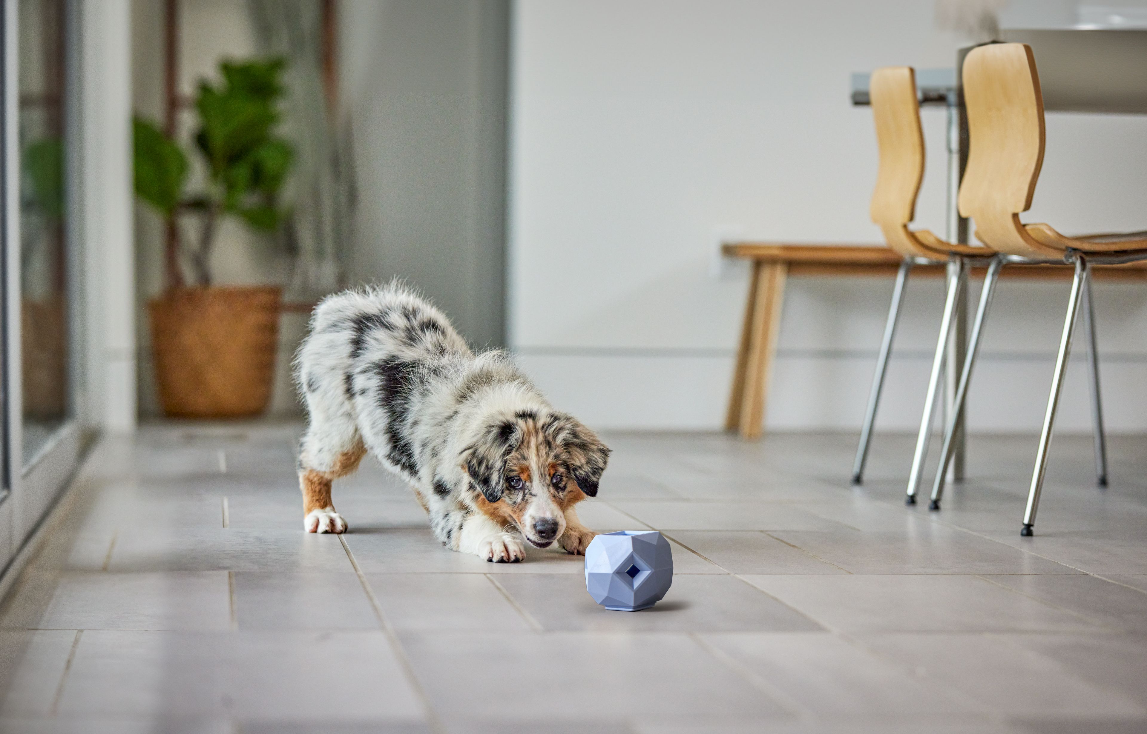 Aussie Puppy Stretching