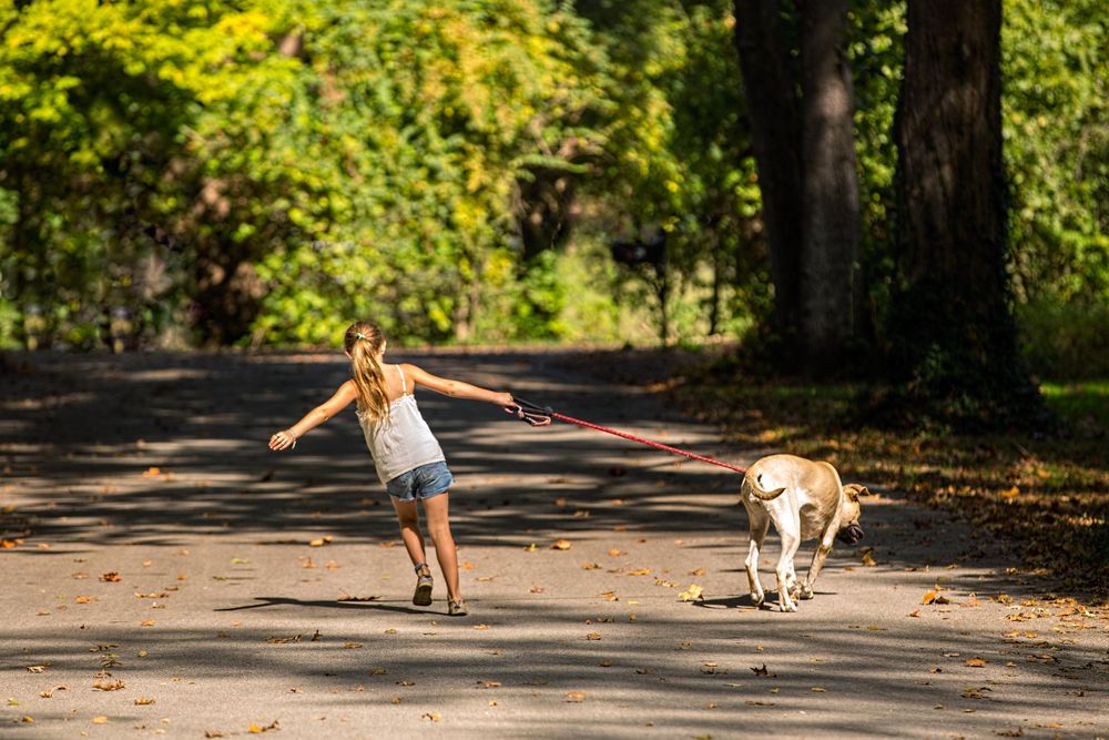 A girl and her dog are seen going for walk down a quiet street in the late afternoon. There seems to be a disagreement as to their direction, as the big dogs pulls toward the grass lol. A Girl & Her Dog Going for a Walk