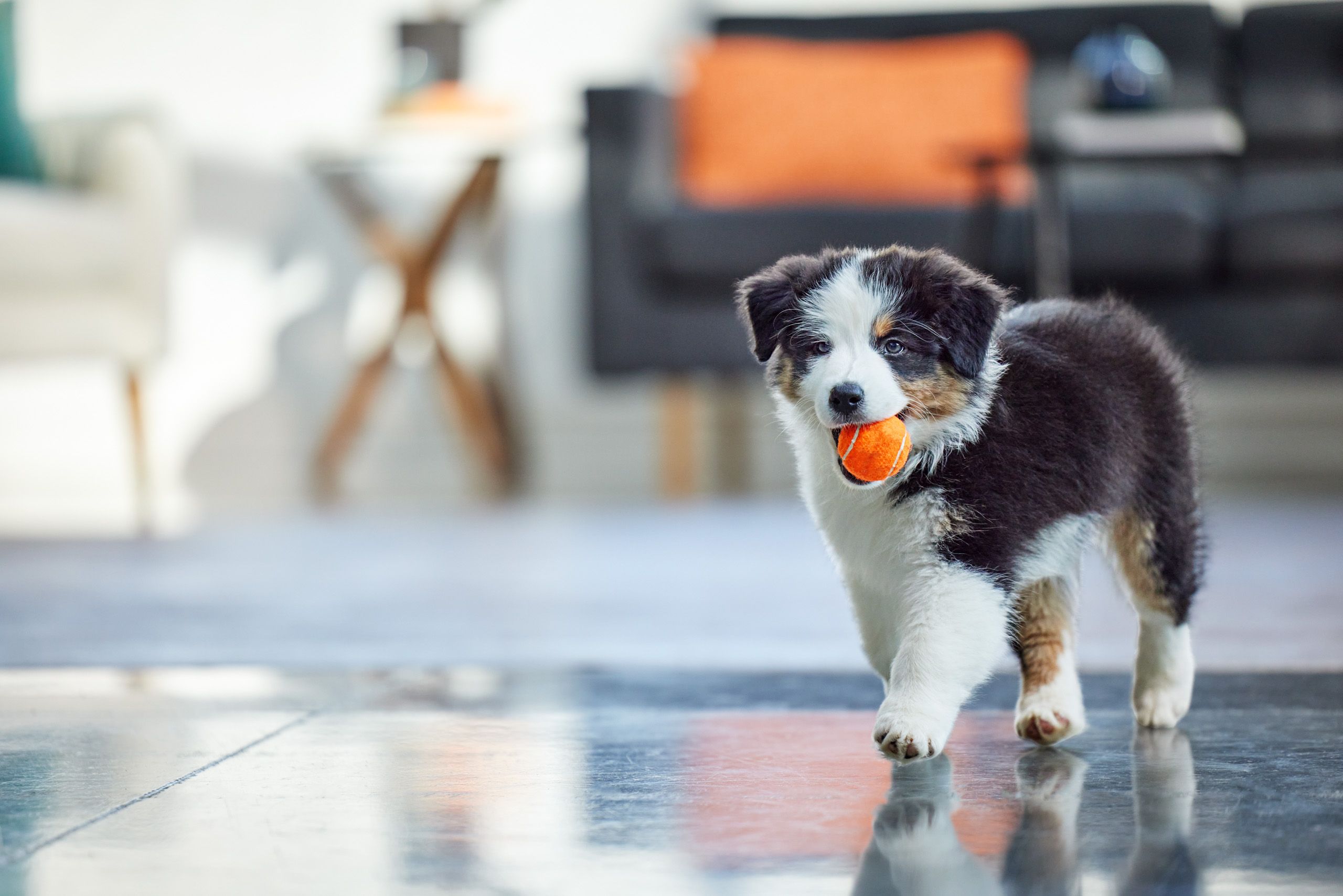 Australian Shepherd Puppy Playing