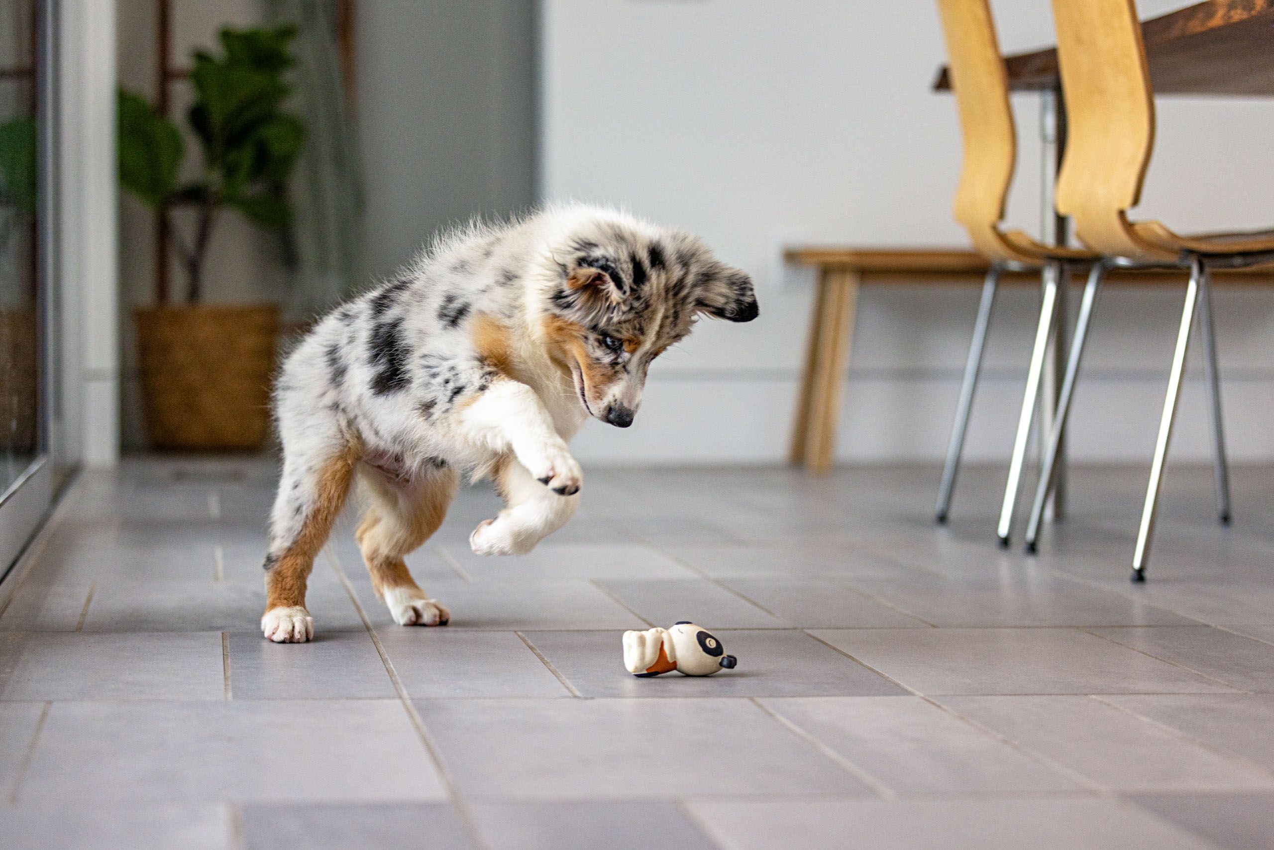 Puppy and Toy