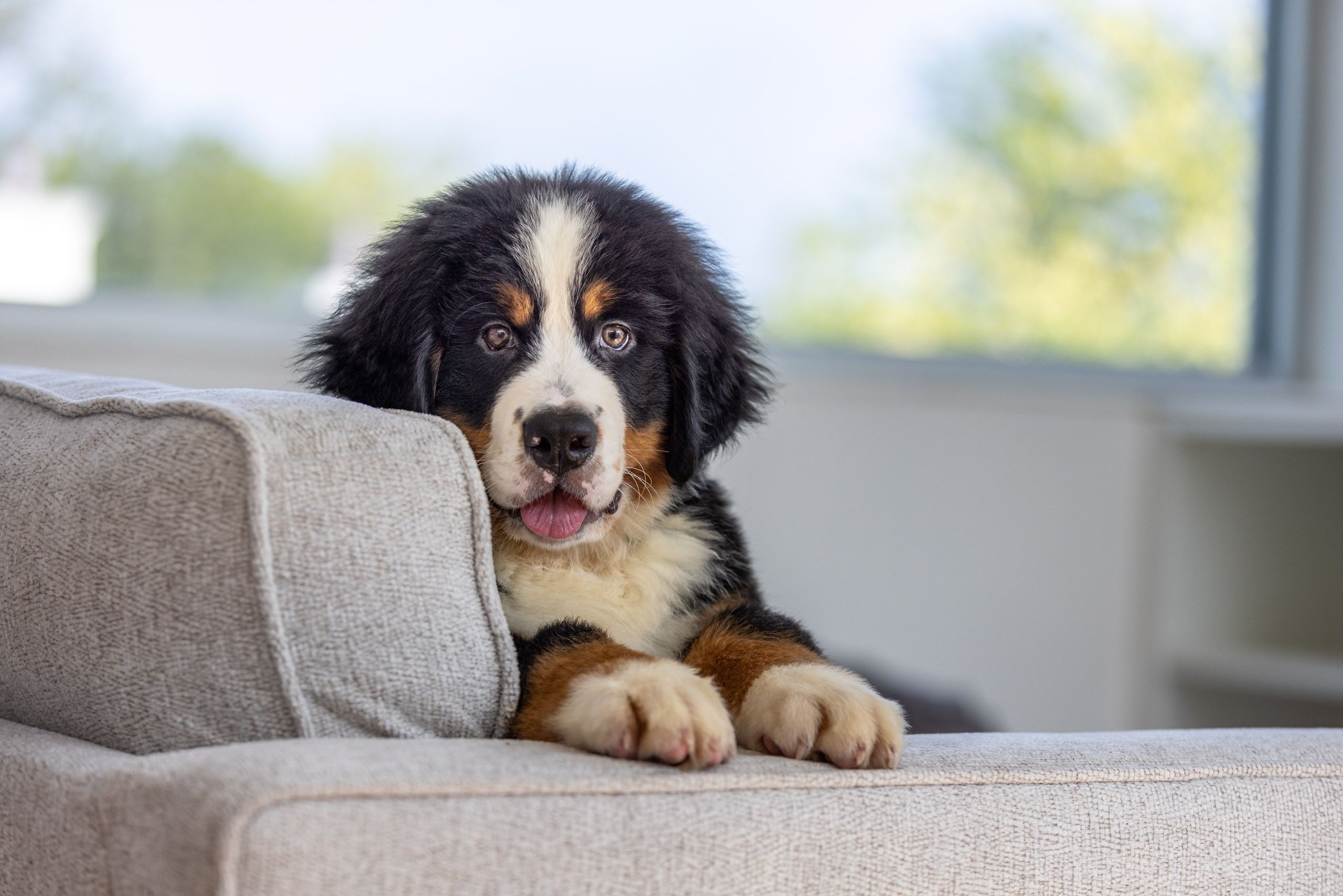 Bernese Puppy on Couch