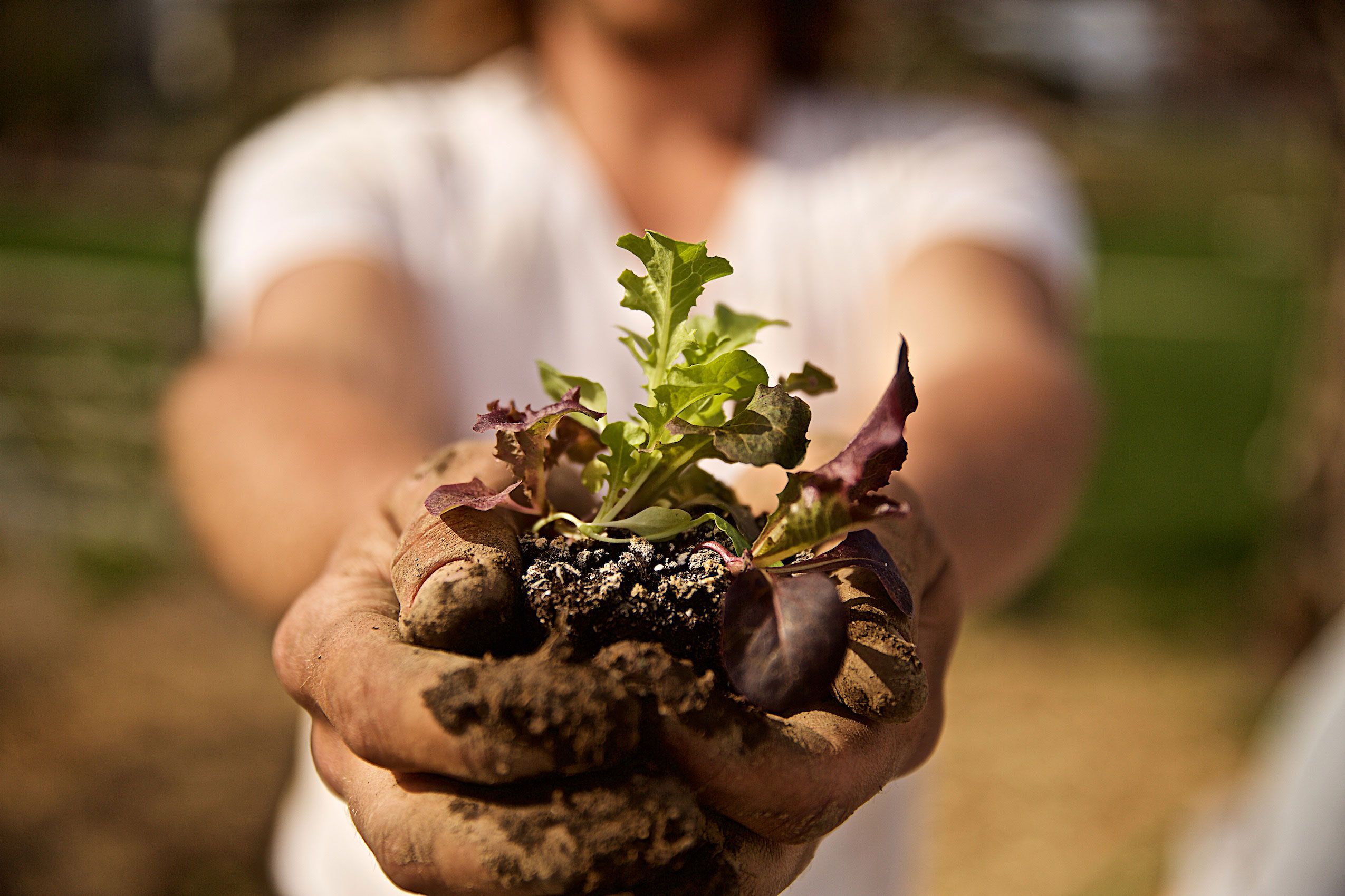 Farmer Holding a Baby Plant toward Camera