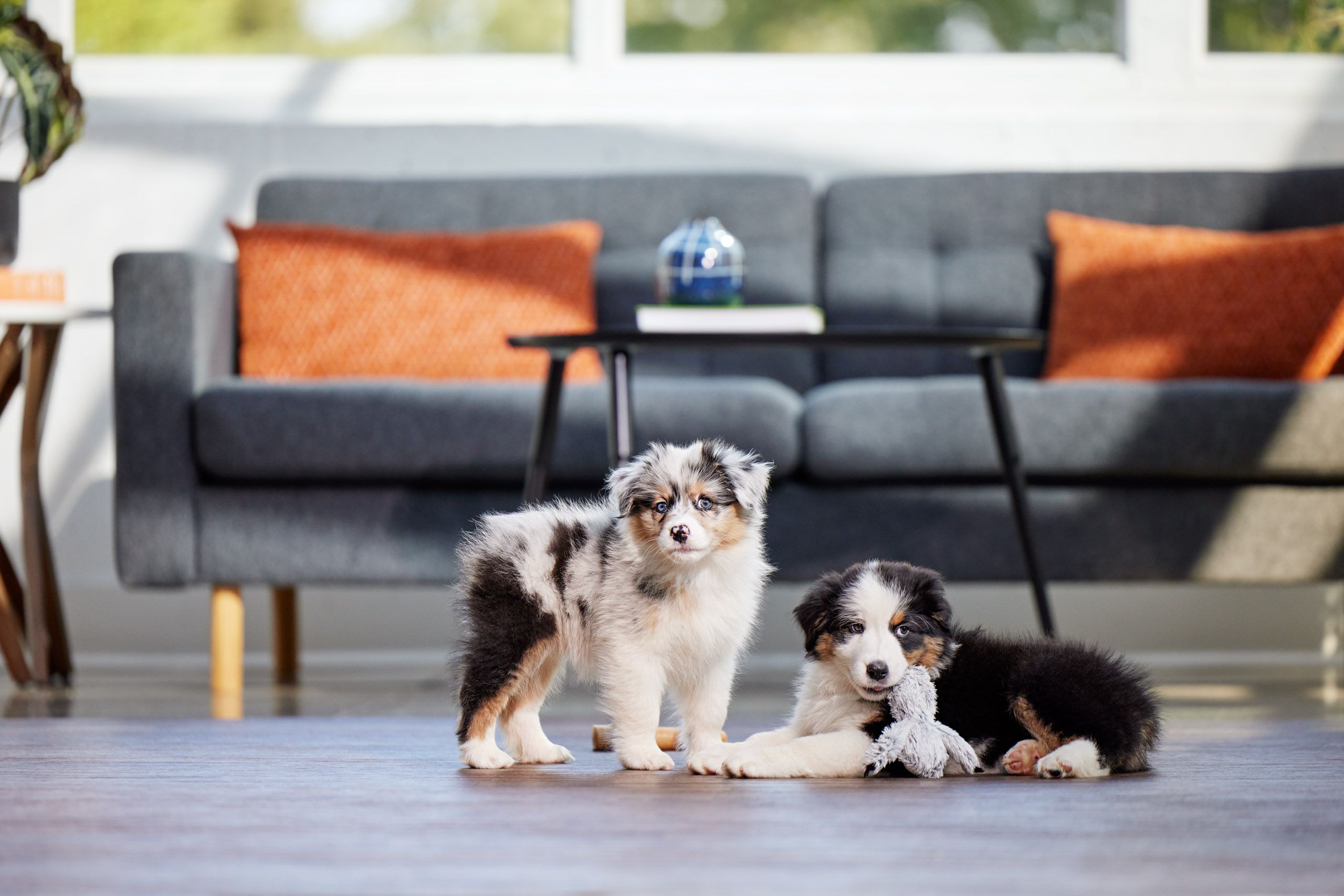 Aussie Puppy Siblings