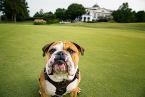 The official school mascot for the University of Mississippi is an American Kennel Club-registered English bulldog given the inherited title of “Bully.” Here is Bully is in front of a building on a golf course. Bulldog on a Golf Course