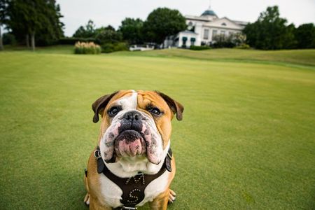 The official school mascot for the University of Mississippi is an American Kennel Club-registered English bulldog given the inherited title of “Bully.” Here is Bully is in front of a building on a golf course. Bulldog on a Golf Course