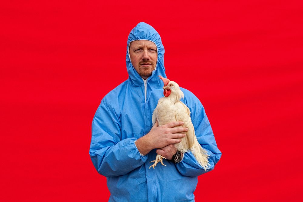 Tight half length portrait of a man in blue protective clothing, tyvec apparel, holding an egg laying chicken in an industrial environment with red backdrop. Photo for the United Egg Producers for advertising, branding and collateral. Environmental portrait, and we are a industrial photographer, on location photographer & location commercial photographer. Shallow depth of field and selective focus. Man Holding Chicken Against Red Backdrop