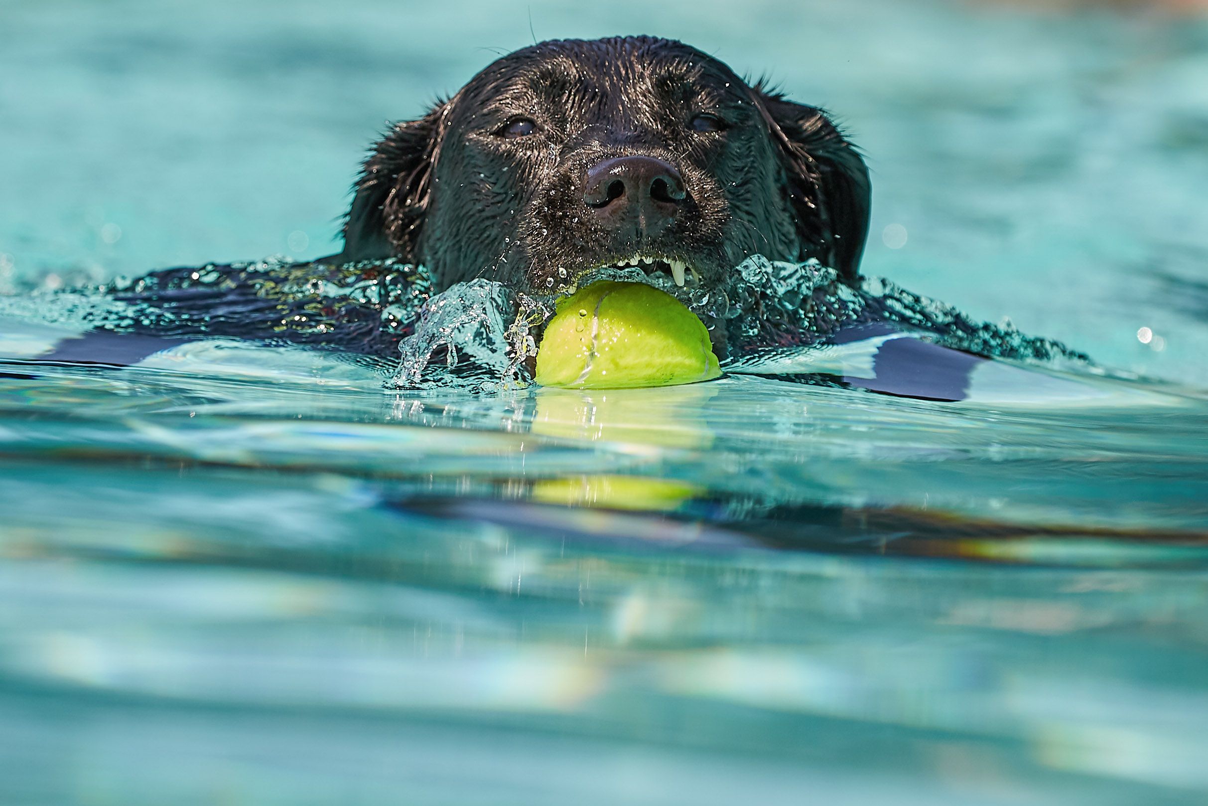 Dog with Tennis Ball in Pool