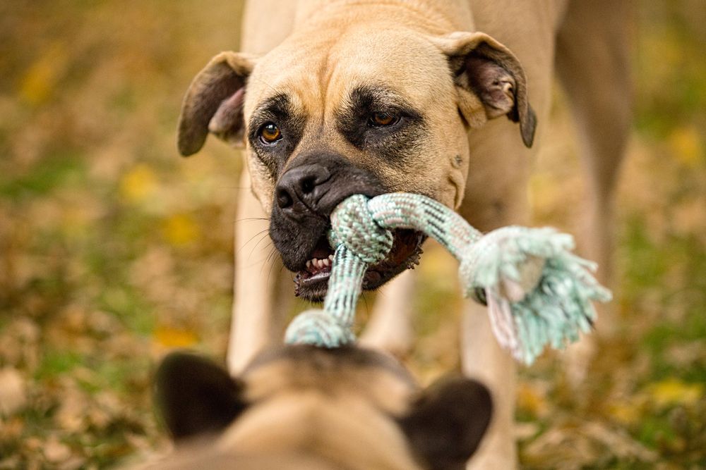 A Mastiff mix and a smaller dog are playing tug-of-war with a rope. Mastiff PlayingTug of War