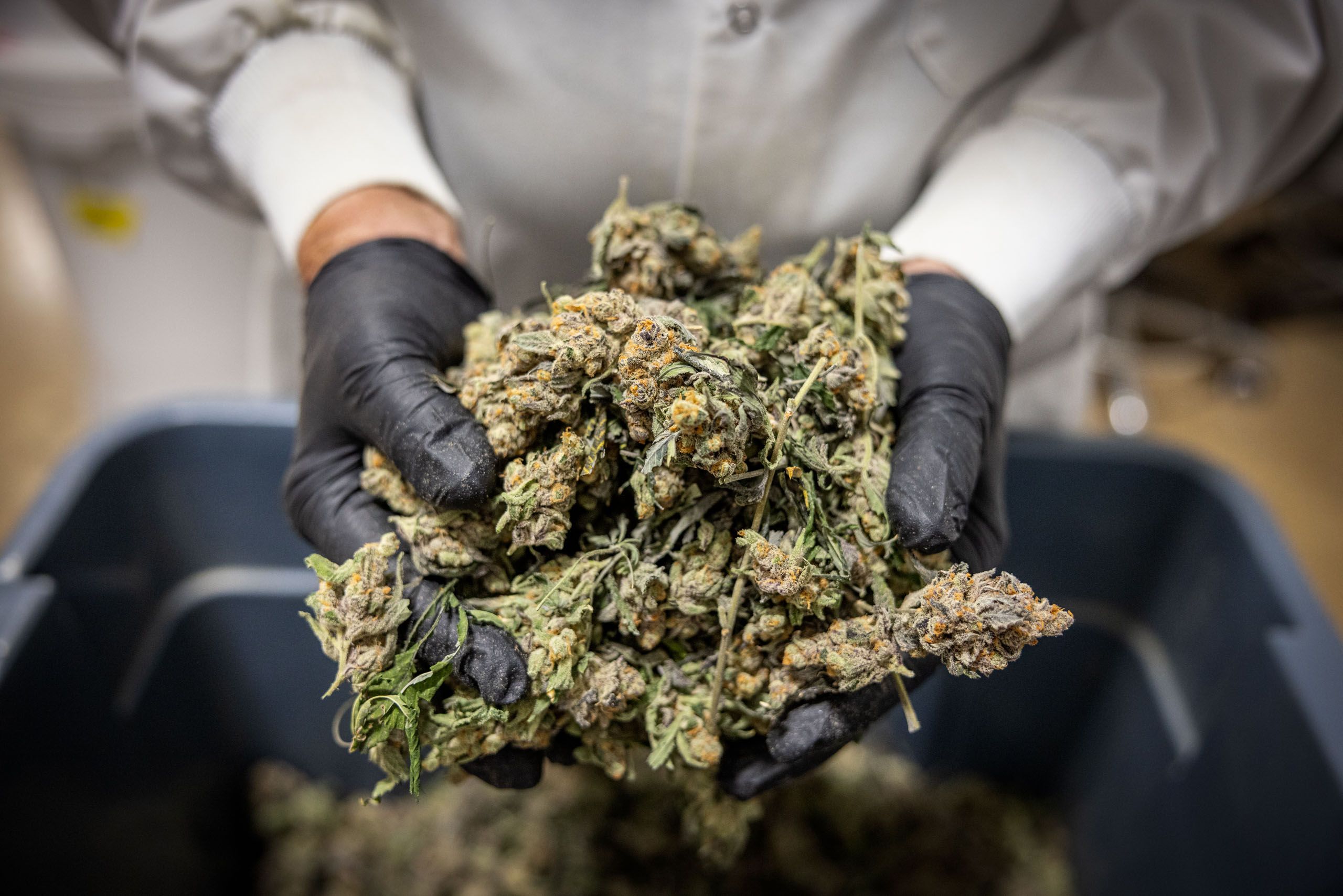 Employee Holding Marijuana Plant
