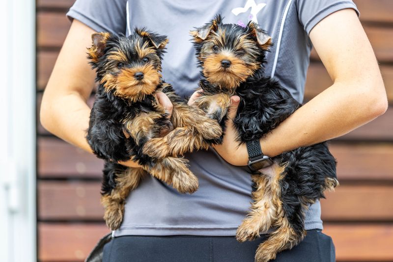 Purina yorkshire terrier best sale