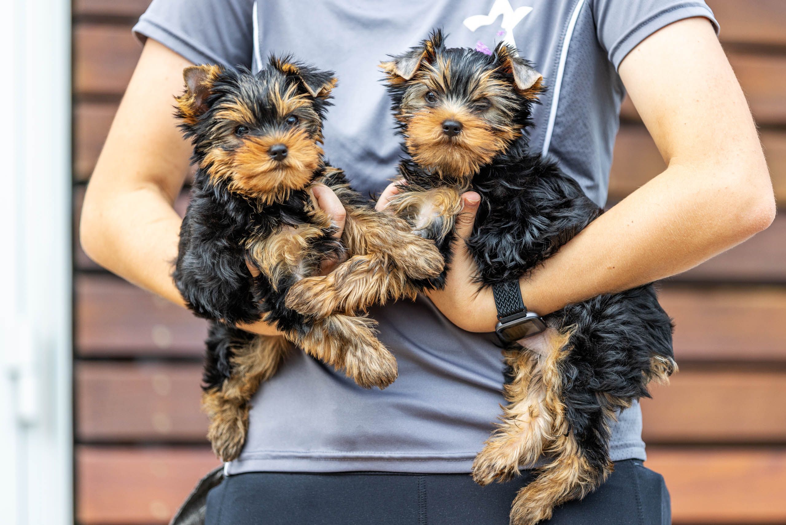 Yorkshire Terrier Puppies