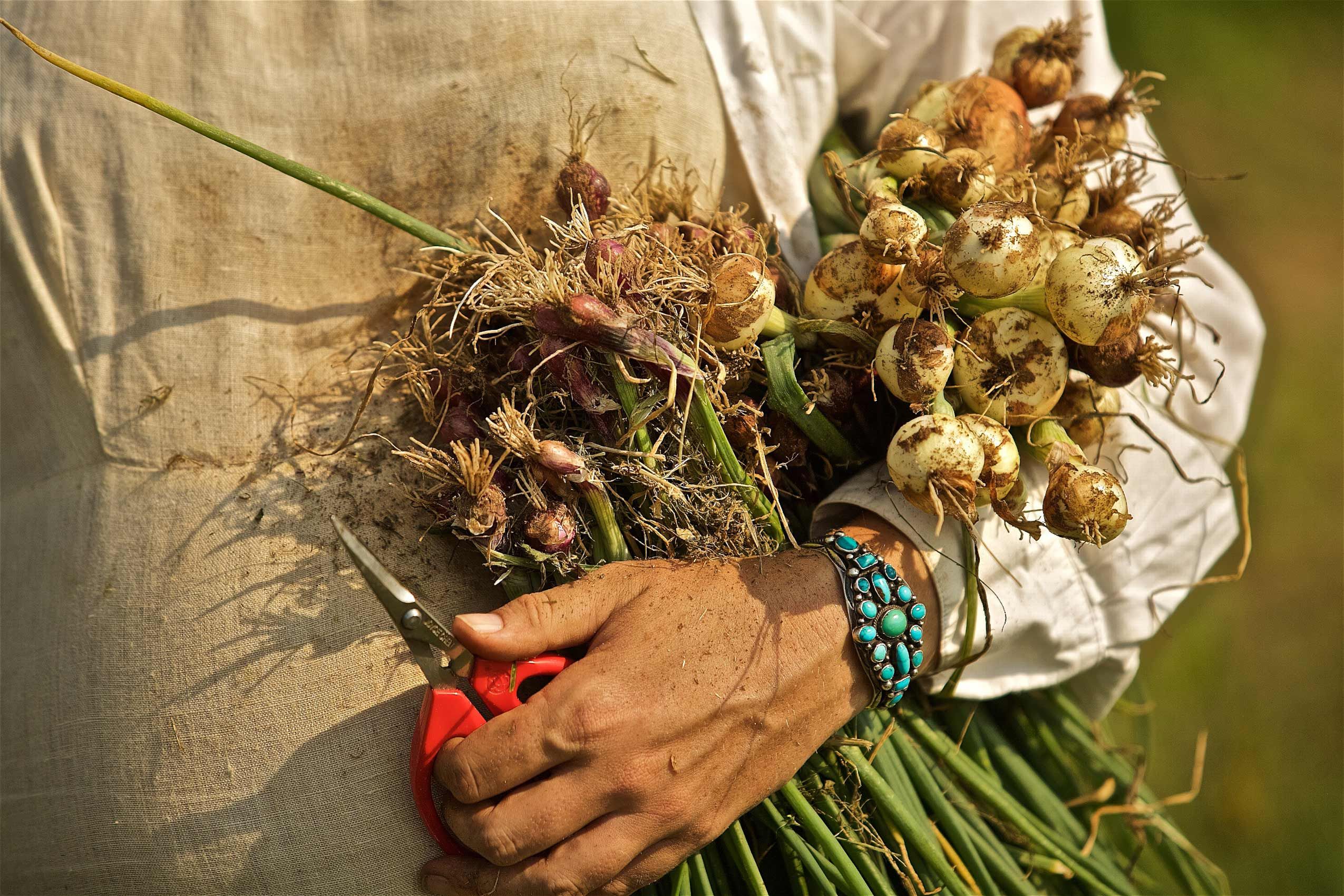 Woman Holding a Bundle of Onions & Garlic