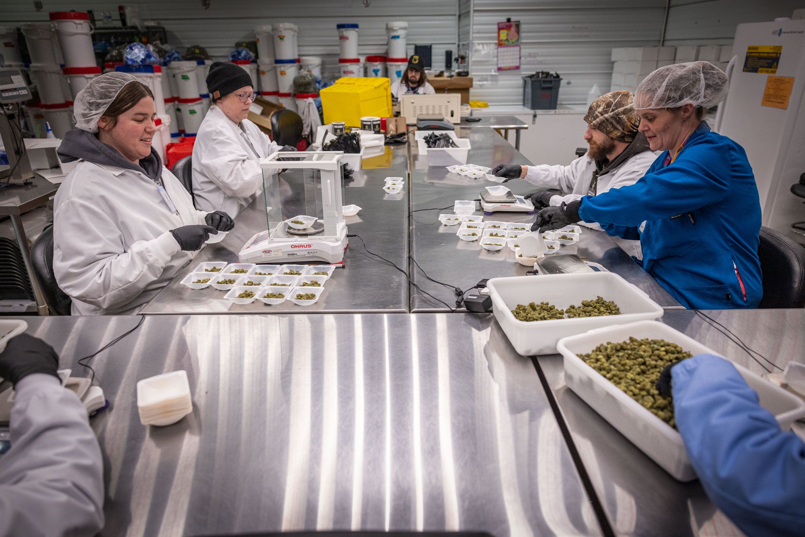 Marijuana Processing in Factory