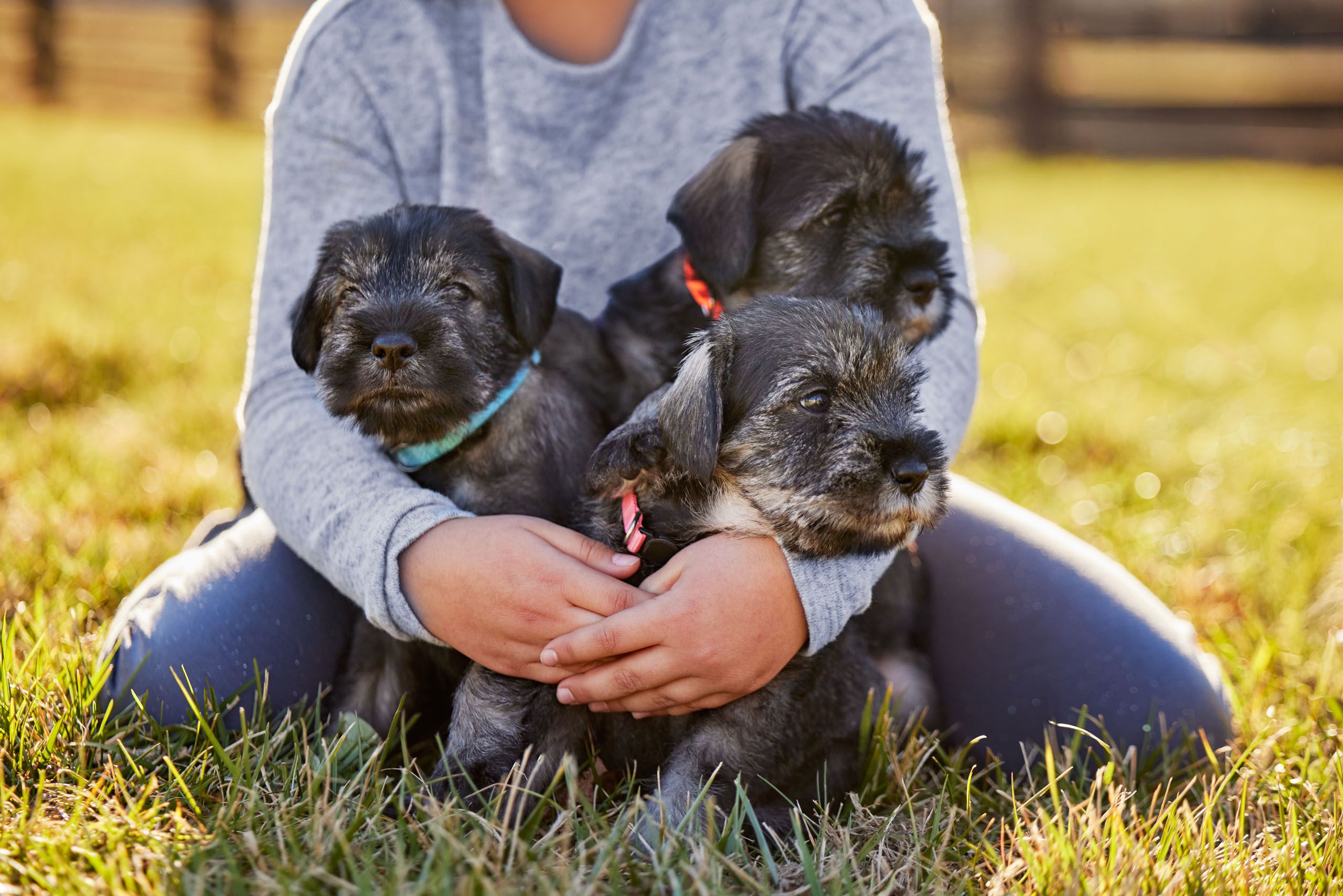 BR15600_UNLD_INPupShoot_Schnauzer_Play_VGarcini_1320.jpg