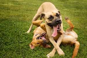 A couple of dogs smiling & taking a break during a playful wrestling match Playing Dogs